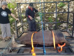 Tim Pengmas ITK, Buat Terobosan Baru, Rancang Alat Perebah Sapi yang Aman