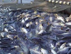 Ditarget Tumbuh 20 Persen, Dinas Perikanan Perkuat Peningkatkan Produksi Ikan Air Tawar