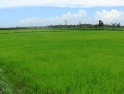 Tenang! Stok Beras Jelang Natal 2024 dan Tahun Baru di PPU Aman
